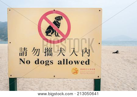 HONG KONG - JAN 26 2014 - Pet dog on a Hong Kong beach flouting the 
