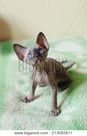 Bald cat, closeup portrait sphinx cats, naked cat, kitten without wool.