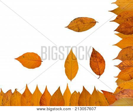 Three autumn leaves of japanese cherry, also called Sakura, latin name Prunus serrulata, on white background