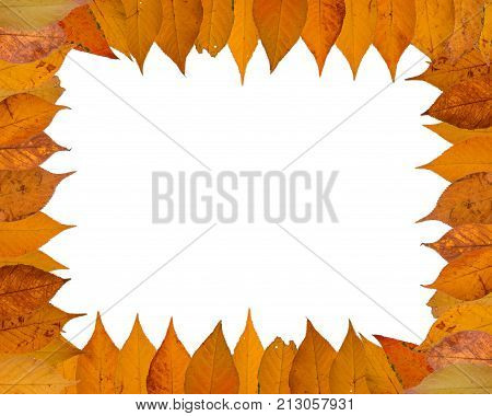Three autumn leaves of japanese cherry, also called Sakura, latin name Prunus serrulata, on white background