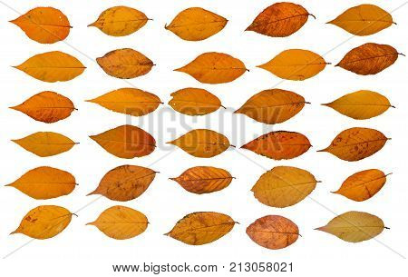 Three autumn leaves of japanese cherry, also called Sakura, latin name Prunus serrulata, on white background