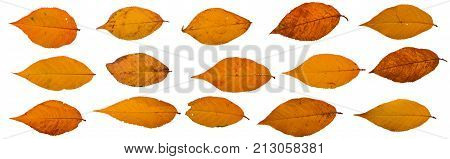 Three autumn leaves of japanese cherry, also called Sakura, latin name Prunus serrulata, on white background