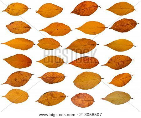 Three autumn leaves of japanese cherry, also called Sakura, latin name Prunus serrulata, on white background