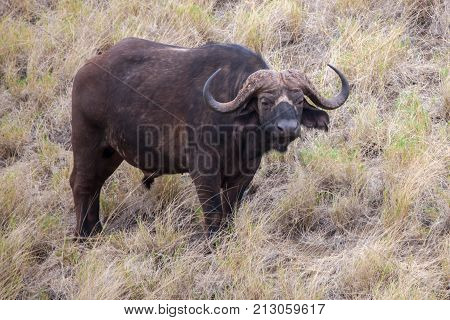Buffalo is watching you safari in Kenya