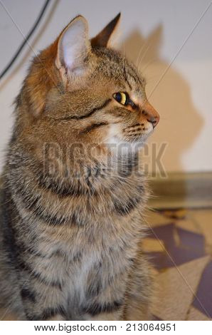 A small kitten is resting in the house - a pet