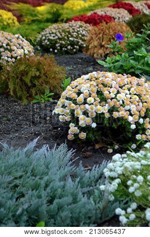 Flower bed with different types of flowers during flowering