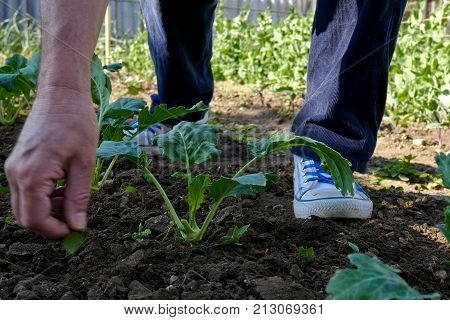 Man Weeding in the Kohlrabi Bed in the Springtime.