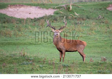 Dutch national park Oostvaardersplassen with male deer in mating season