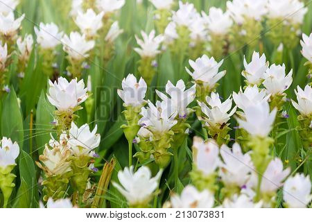 Curcuma Zanthorrhiza (Siam Tulip Curcuma Alismatifolia) Flower In The Nature With Soft Light.