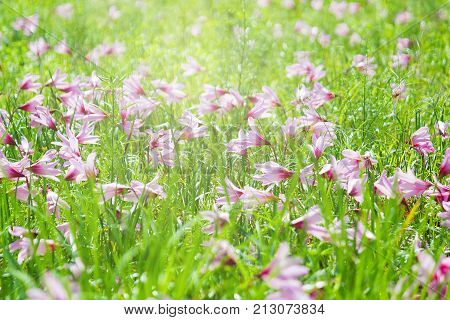 Beautiful Rain Lily Flower Zephyranthes Lily Fairy Lily Little Witches. (Zephyranthas sp.)