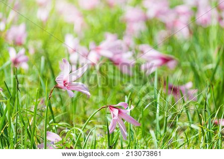 Beautiful Rain Lily Flower Zephyranthes Lily Fairy Lily Little Witches. (Zephyranthas sp.)