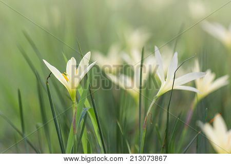 Beautiful Rain Lily Flower Zephyranthes Lily Fairy Lily Little Witches. (Zephyranthas sp.)