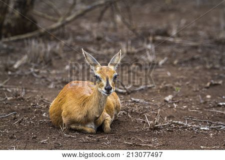 Steenbok in Kruger national park, South Africa ; Specie Raphicerus campestris family of Bovidae