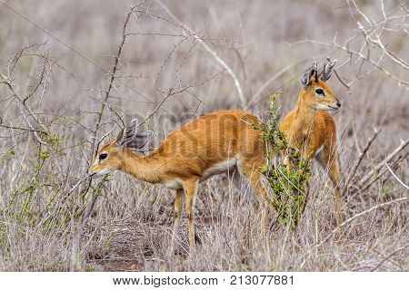 Steenbok in Kruger national park, South Africa ; Specie Raphicerus campestris family of Bovidae