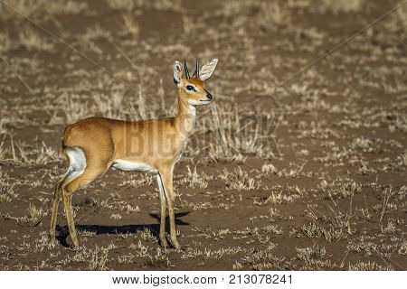 Steenbok in Kruger national park, South Africa ; Specie Raphicerus campestris family of Bovidae