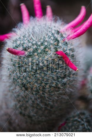 Close Up On Cactus With Red Flowers, Top View