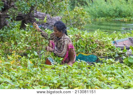 TONLE SAP CAMBODIA - OCT 18 : Cambodian woman in Tonle sap lake Cambodia on October 18 2017. Tonle sap It is the largest lake in South East Asia