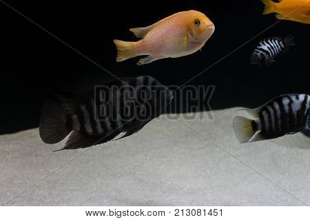School of fish swimming in an aquarium with sand on a black background