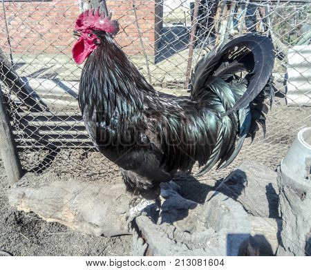 Black on a stump. The male chicken. Black chicken