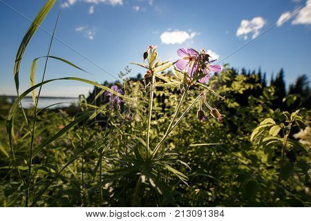 Blue meadow cranesbill flowers on sunset sunlight.