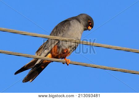 Red footed falcon (Falco vespertinus) perched on electric wires. Ukraine, 2017.