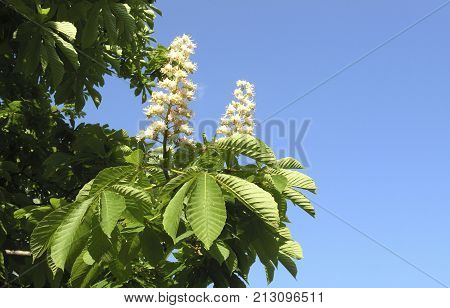 branch of blossoming chestnut against the blue sky on a sunny spring day