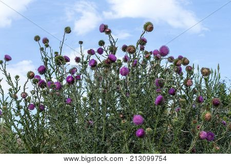 The Flower Head Thistle Milk Thistle In Full Splendor. Medicinal Plant In The Natural Environment.