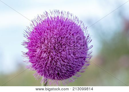 The Flower Head Thistle Milk Thistle In Full Splendor. Medicinal Plant In The Natural Environment.