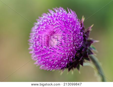 The Flower Head Thistle Milk Thistle In Full Splendor. Medicinal Plant In The Natural Environment.