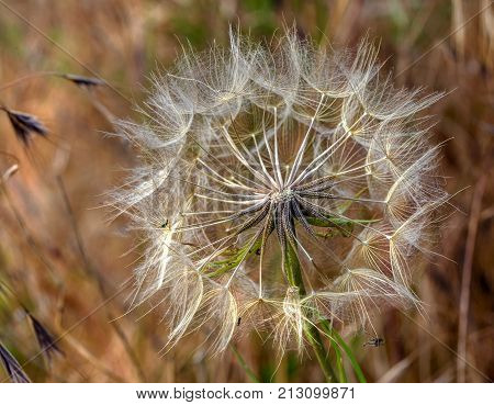 Beautiful Flowers Of A Dandelion Seeds Flying Let The Wind