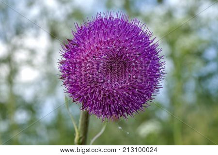 The Flower Head Thistle Milk Thistle In Full Splendor. Medicinal Plant In The Natural Environment.