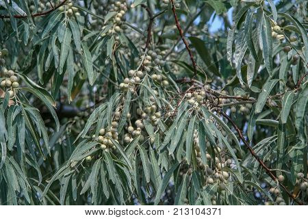 Loch Angustifolia (latin Elaegnus Angustifolia)