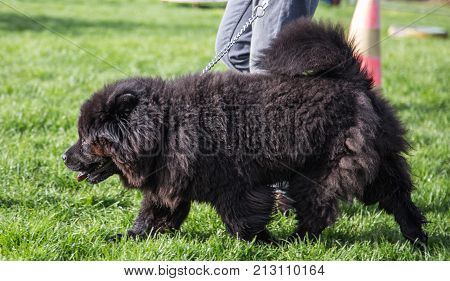 outdoor portrait of a chow chow domestic dog at work in belgium