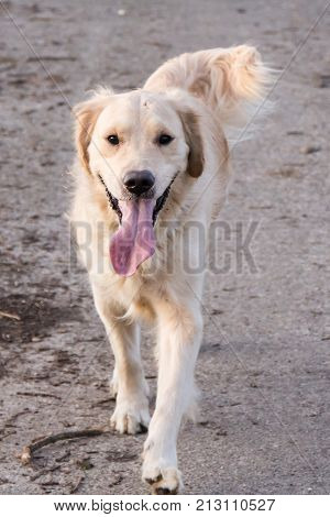retriever golden dog animal portrait pet canine adult outodoor domestic friend doggy
