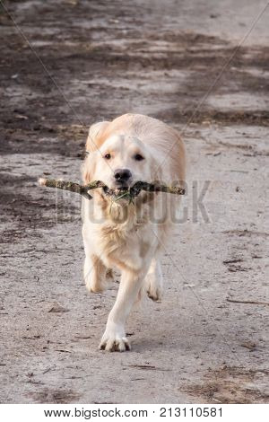 retriever golden dog animal portrait pet canine adult outodoor domestic friend doggy