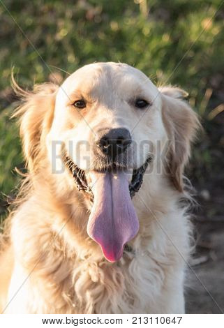 retriever golden dog animal portrait pet canine adult outodoor domestic friend doggy
