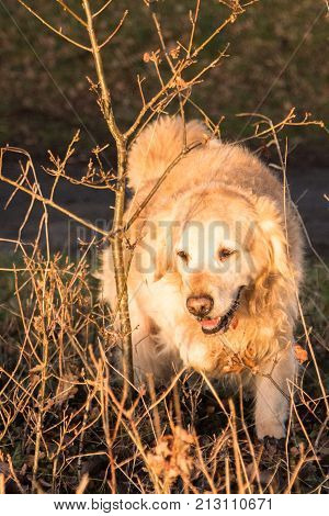 retriever golden dog animal portrait pet canine adult outodoor domestic friend doggy