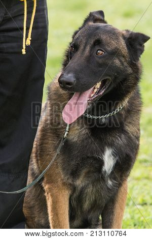 belgian shepherd malinois dog adult portrait of belgium