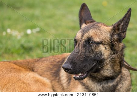 Belgian Malinois shepherd dog outdoor portrait of belgium