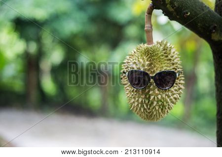 Durian on the tree food thai land