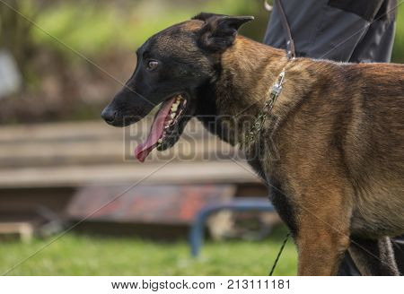 Belgian Malinois shepherd dog outdoor portrait of belgium