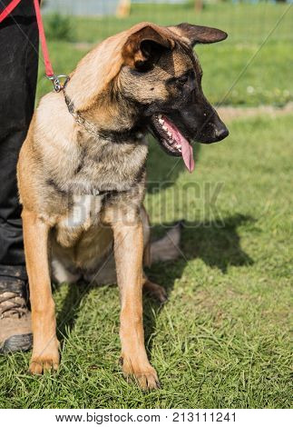 Belgian Malinois shepherd dog outdoor portrait of belgium