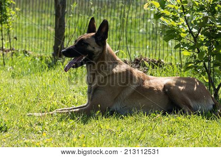 Belgian Malinois shepherd dog outdoor portrait of belgium