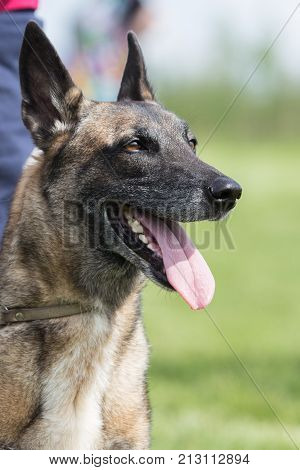 Belgian Malinois shepherd dog outdoor portrait of belgium