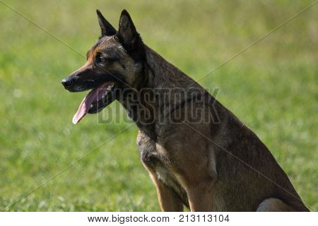 Belgian Malinois shepherd dog outdoor portrait of belgium