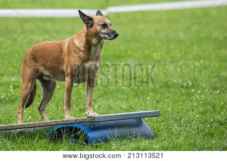 Belgian Malinois shepherd dog outdoor portrait of belgium