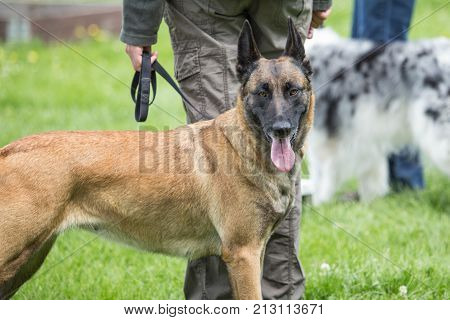 Belgian Malinois shepherd dog outdoor portrait of belgium