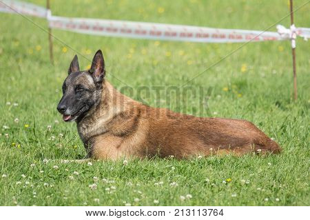 Belgian Malinois shepherd dog outdoor portrait of belgium