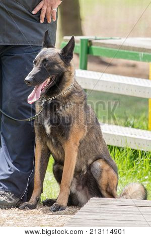 Belgian Malinois shepherd dog outdoor portrait of belgium