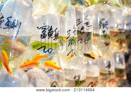 MONG KOK, HONG KONG - Tropical fish for sale at Hong Kong's Tung Choi Street goldfish market, Mong Kok, Hong Kong